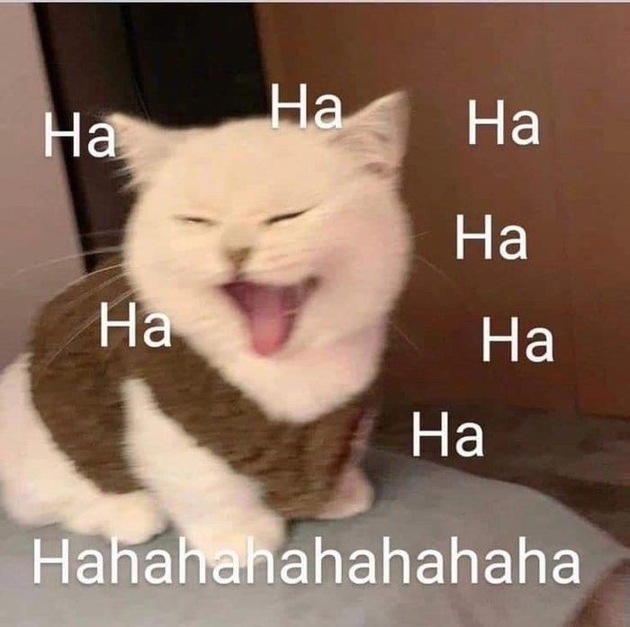 Meme con mèo lè lưỡi ngộ nghĩnh
