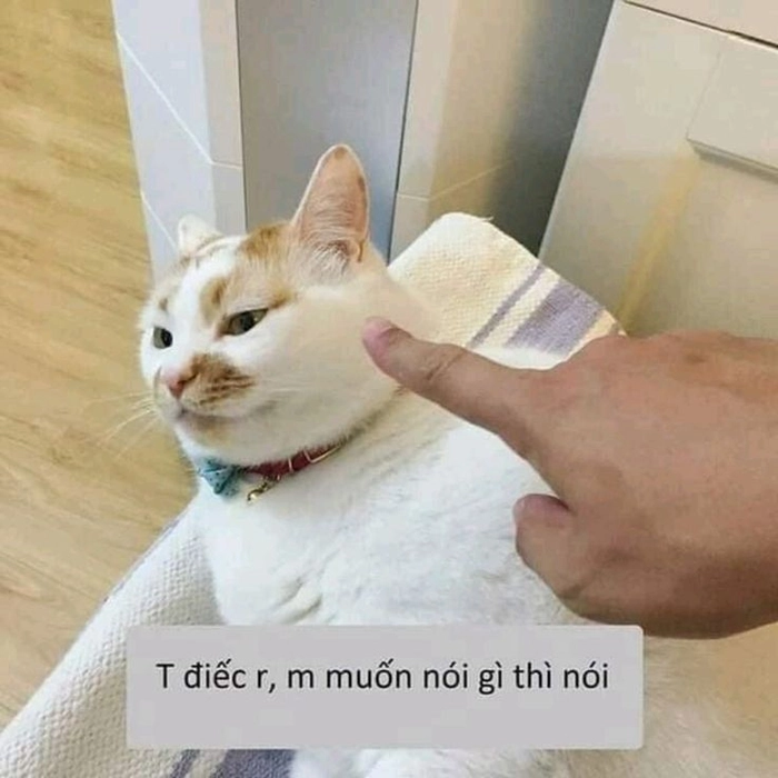 Meme con mèo mệt mỏi buông xuôi