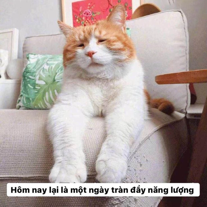 Meme con mèo mệt mỏi cạn pin
