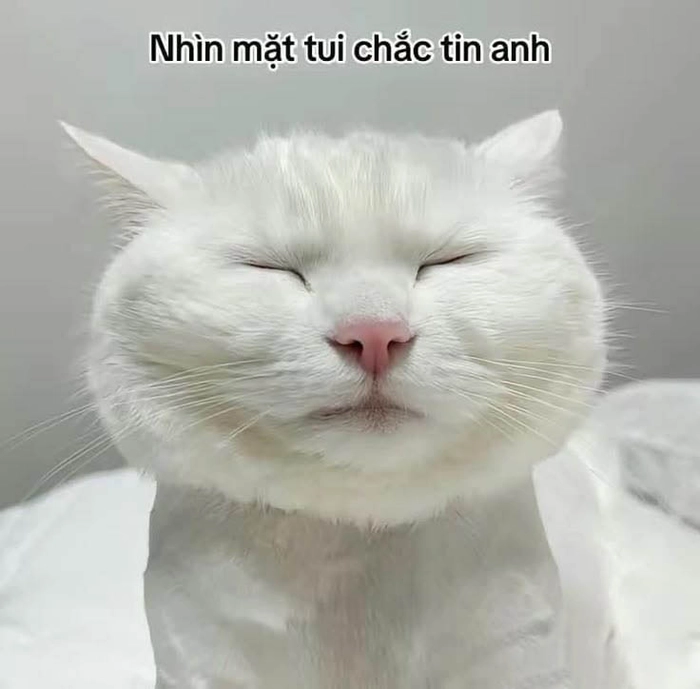 Meme con mèo mệt mỏi lười vận động