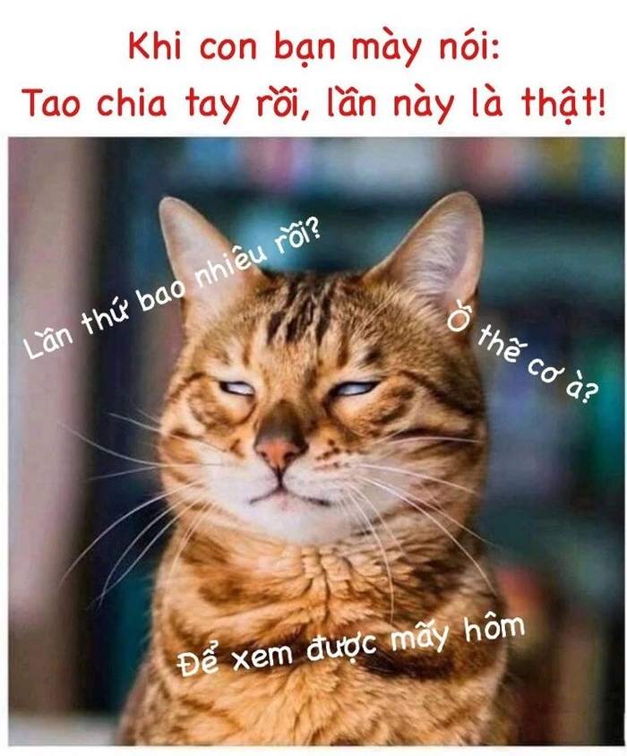 Meme con mèo mệt mỏi ngáo ngơ