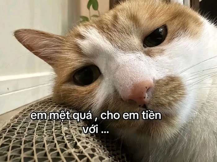 Meme con mèo mệt mỏi xỉu ngang