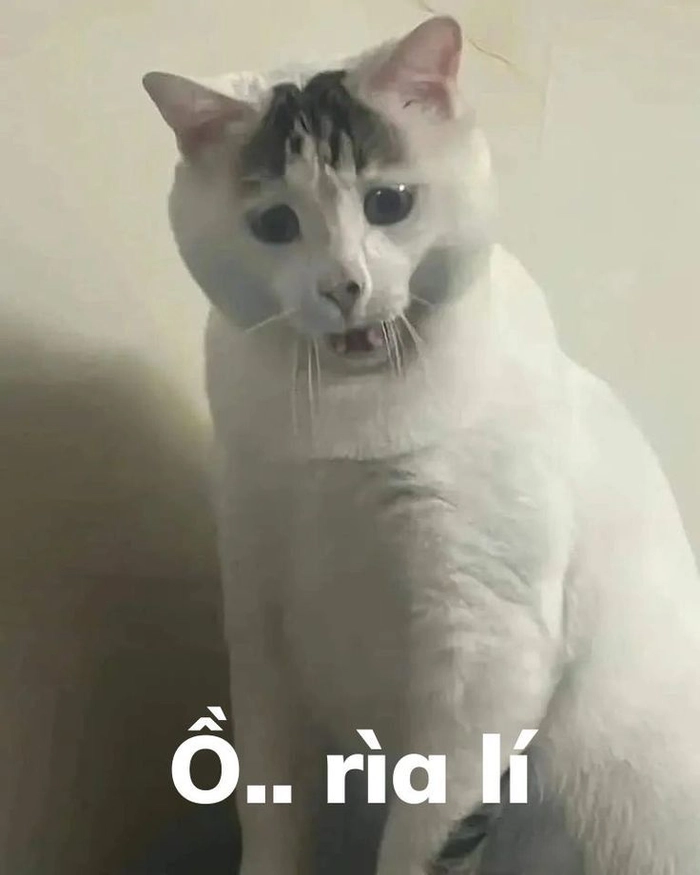 Meme con mèo ngạc nhiên bị réo tên