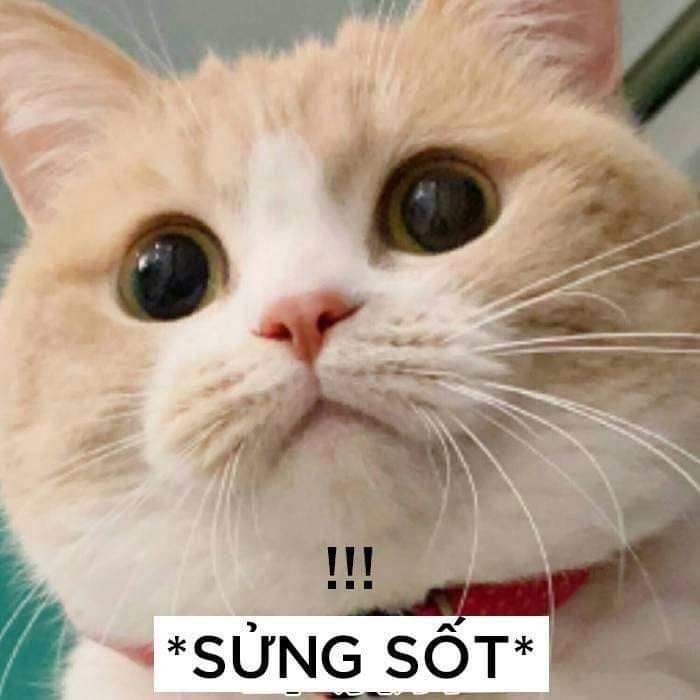 Meme con mèo ngạc nhiên buồn cười