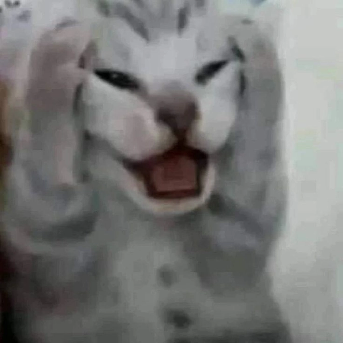 Meme con mèo ôm đầu cute