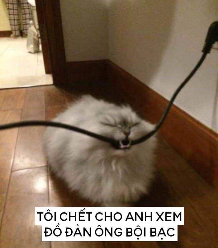 Meme con mèo quạo không nói chuyện