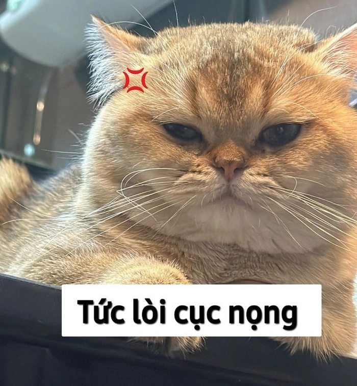 Meme con mèo quạo mặt nhăn nhó