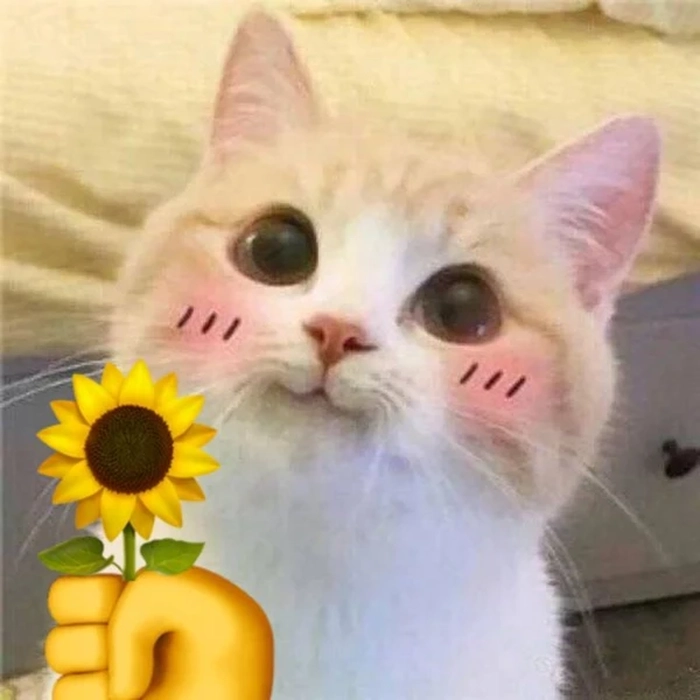 Meme con mèo tặng hoa cute