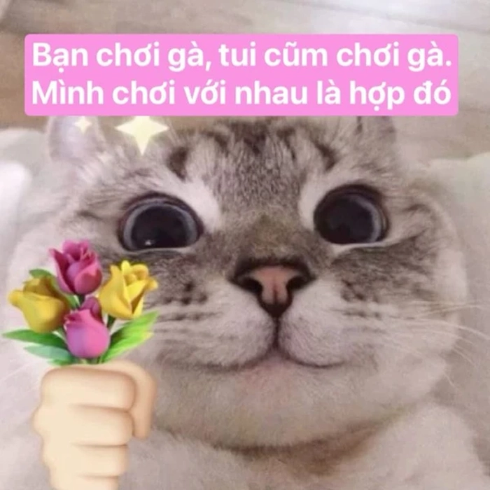 Meme con mèo tặng hoa