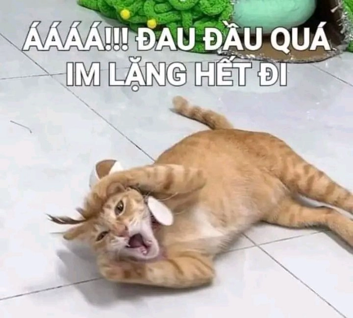 Meme con mèo xỉu cute lạc lối