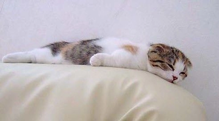 Meme con mèo xỉu mặt đơ