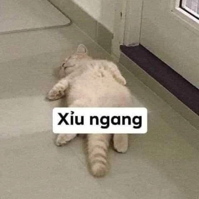 Meme con mèo xỉu trong nhà