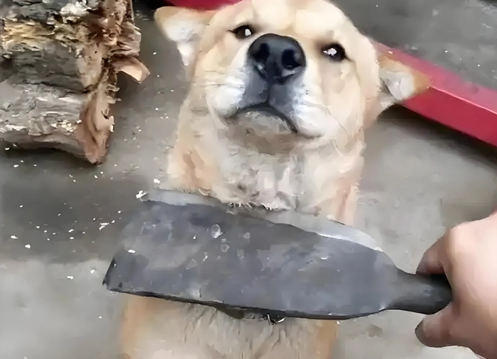 Meme đánh chó bá đạo