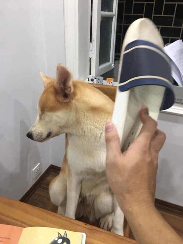 Meme đánh chó bằng guốc