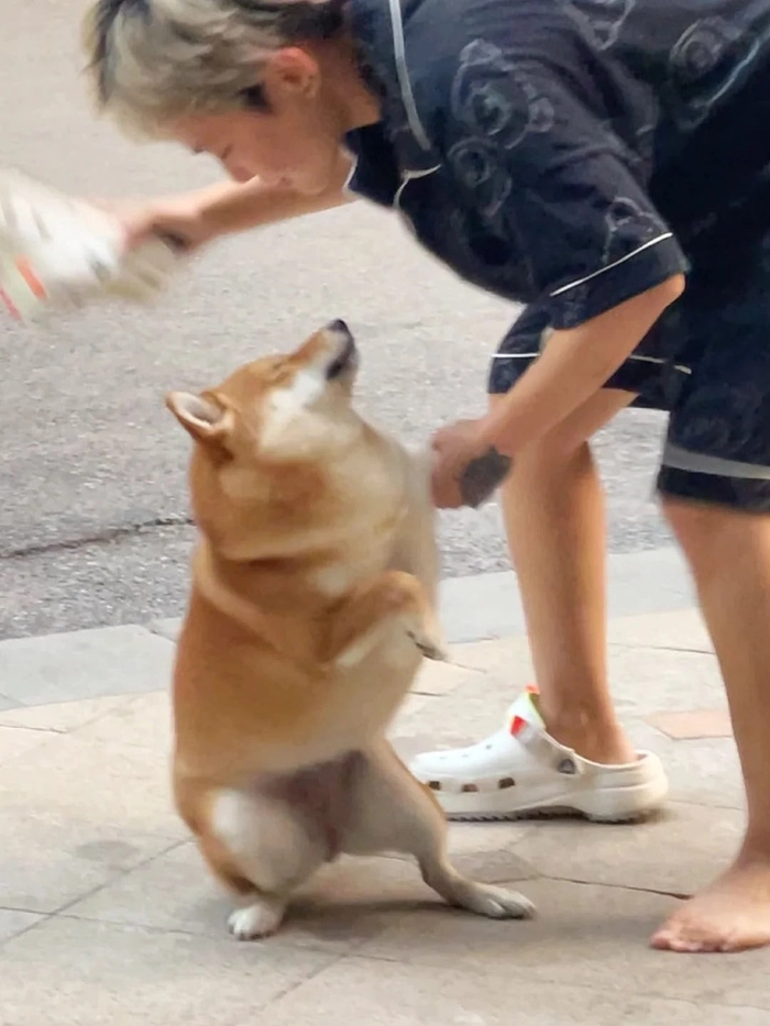 Meme đánh chó cười xỉu