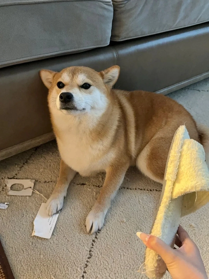 Meme đánh chó hài hước