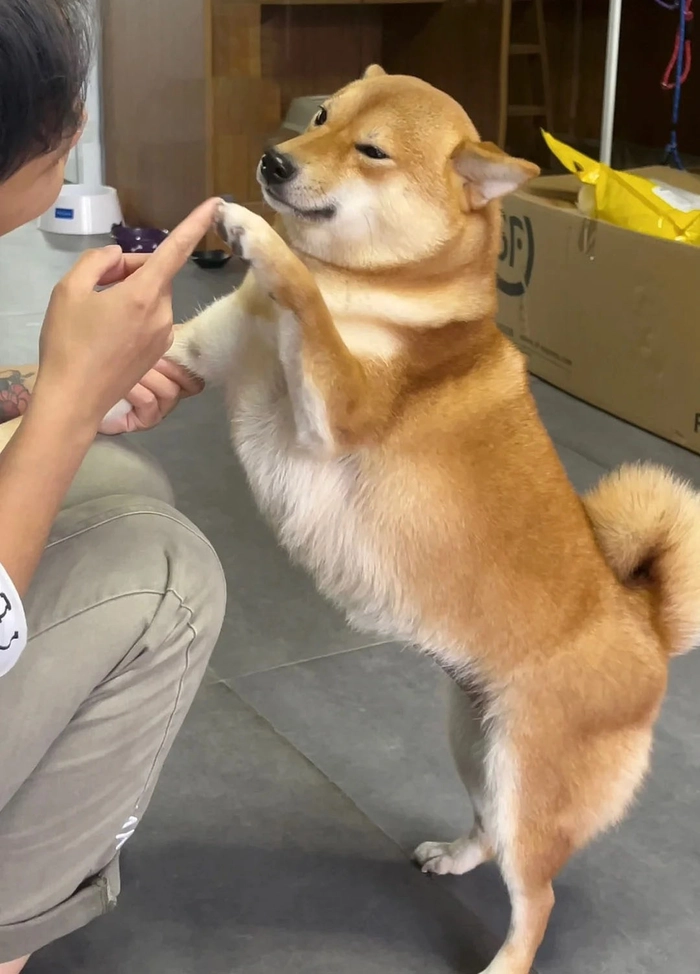 Meme đánh chó siêu hài