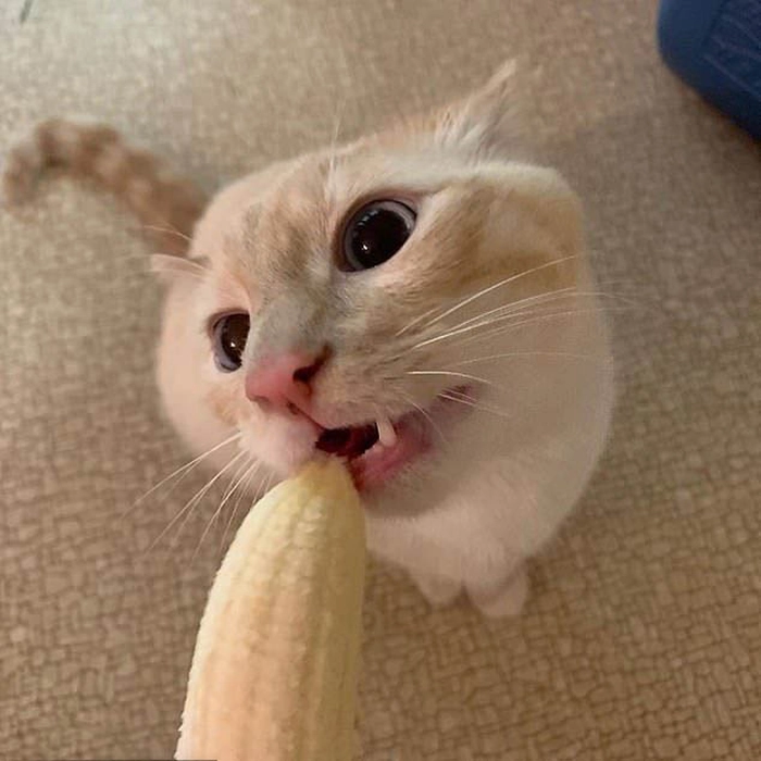 Meme mèo ăn chuối cười nghiêng ngả
