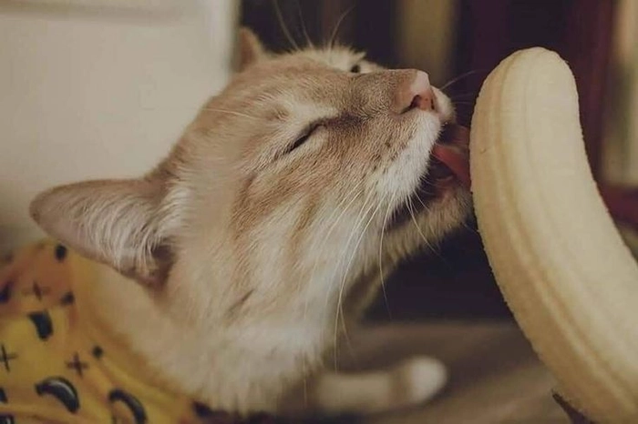 Meme mèo ăn chuối gây cười