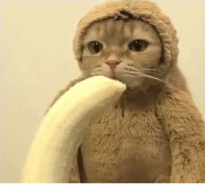 Meme mèo ăn chuối với biểu cảm ngáo