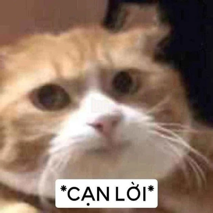 Meme mèo bất lực nhưng cute