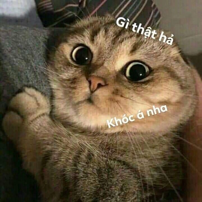 Meme mèo bất ngờ cực hài
