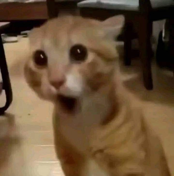 Meme mèo bất ngờ lúc bị bắt quả tang