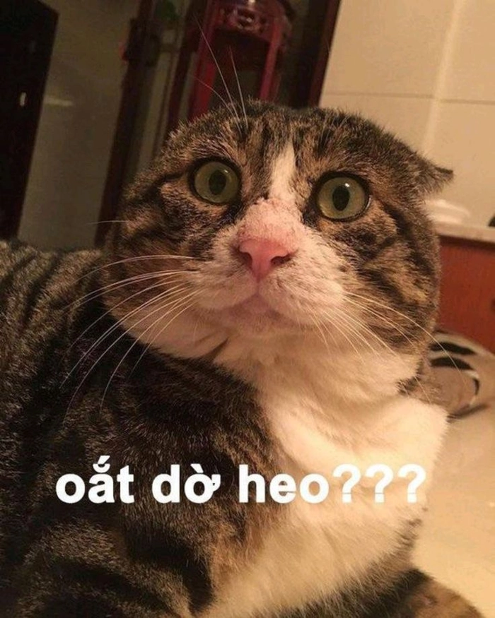 Meme mèo bất ngờ mắt trợn tròn