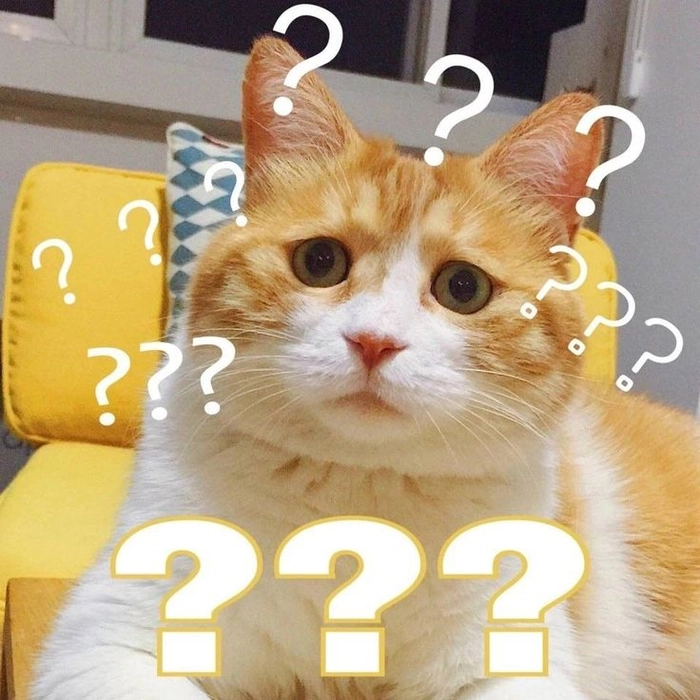 Meme mèo bất ngờ ngơ ngác