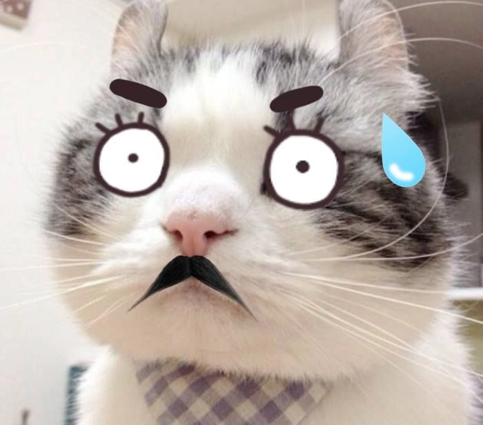 Meme mèo bất ngờ nhìn chằm chằm