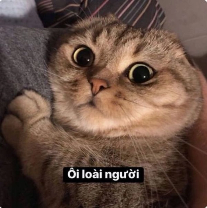 Meme mèo bất ngờ với đôi mắt to
