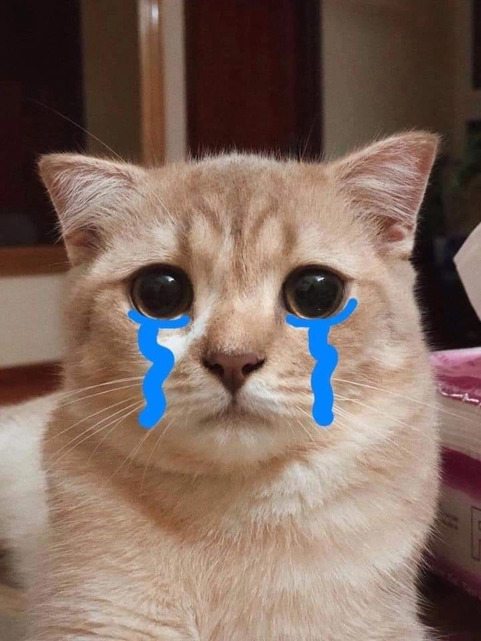 Meme mèo buồn bã cực dễ thương