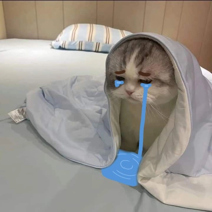Meme mèo buồn cute hết nước chấm