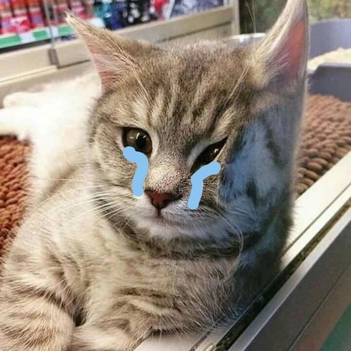 Meme mèo buồn khóc đáng yêu