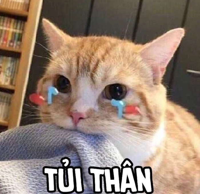 Meme mèo buồn khóc meme chất
