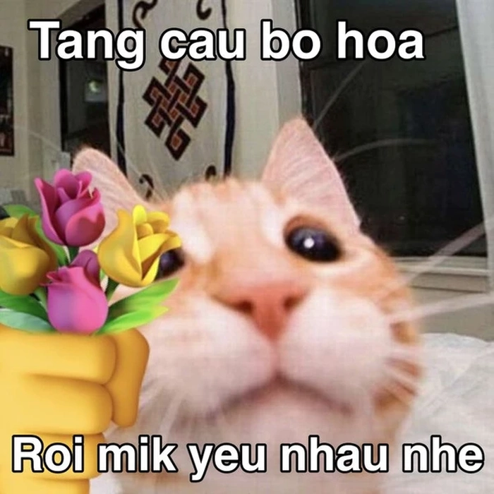 Meme mèo cầm bông tỏ tình