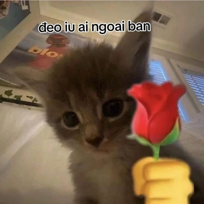 Meme mèo cầm hoa dễ thương