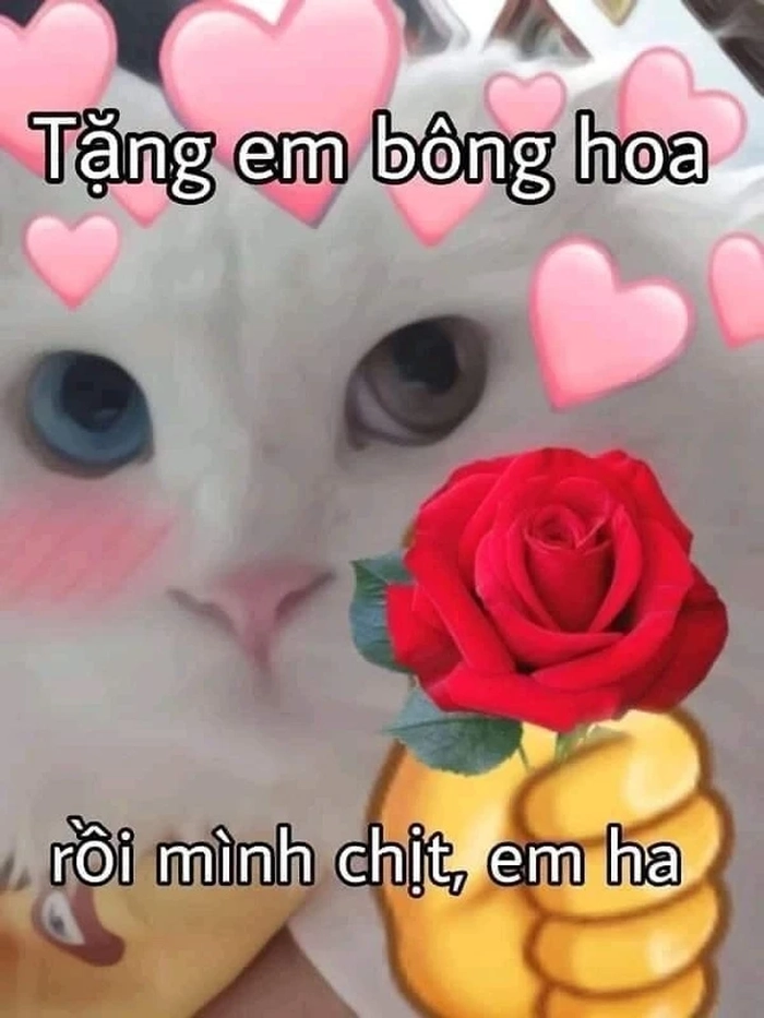 Meme mèo cầm hoa hồng