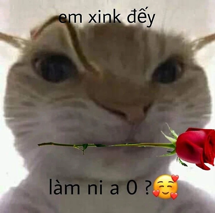 Meme mèo cầm hoa
