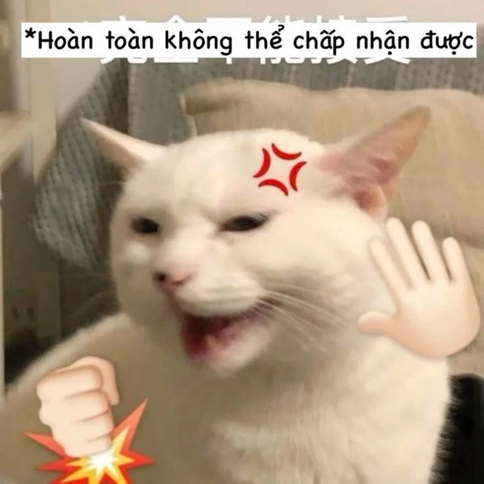 Meme mèo cáu cute vui tính