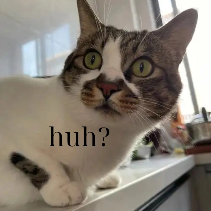 Meme mèo chấm hỏi cute