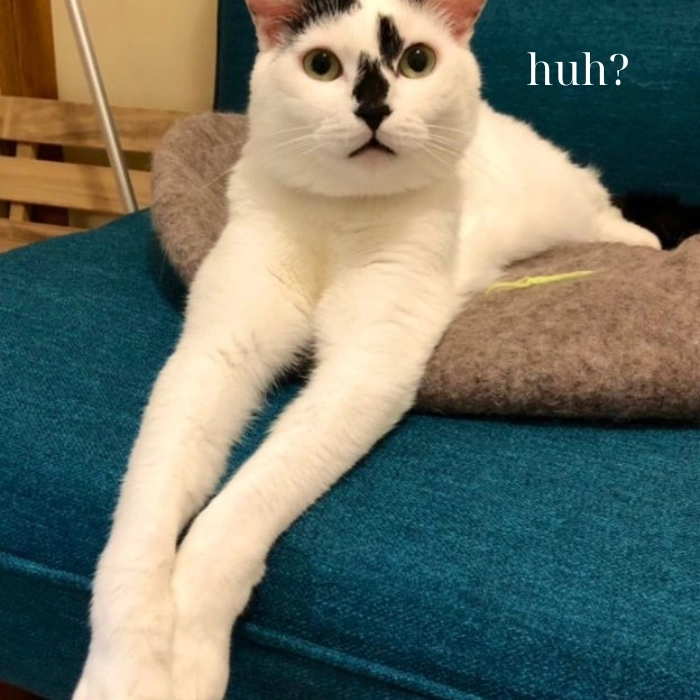 Meme mèo chấm hỏi nhìn xa xăm