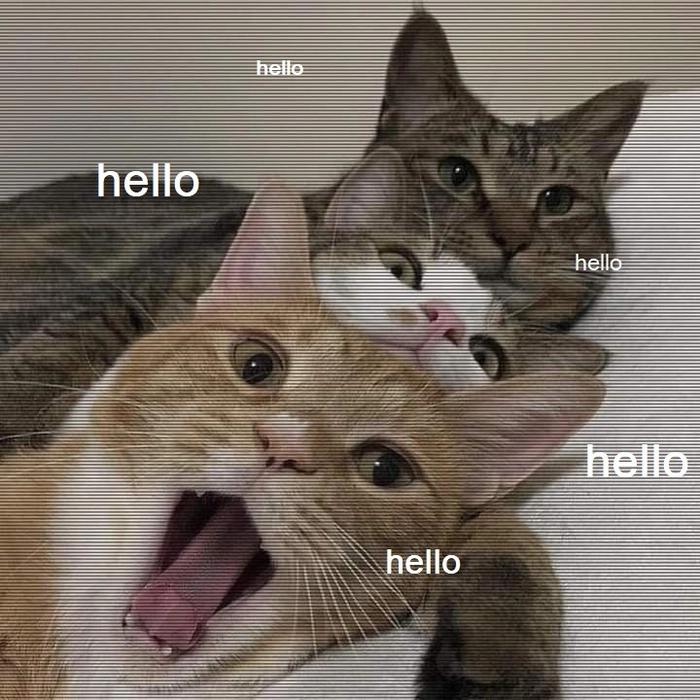 Meme mèo chào bạn dễ thương
