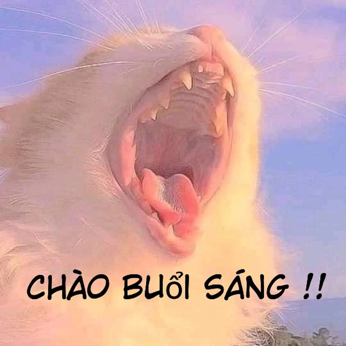 Meme mèo chào bình minh