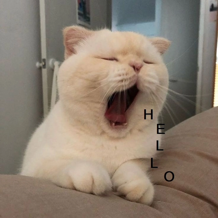 Meme mèo chào cờ buồn cười