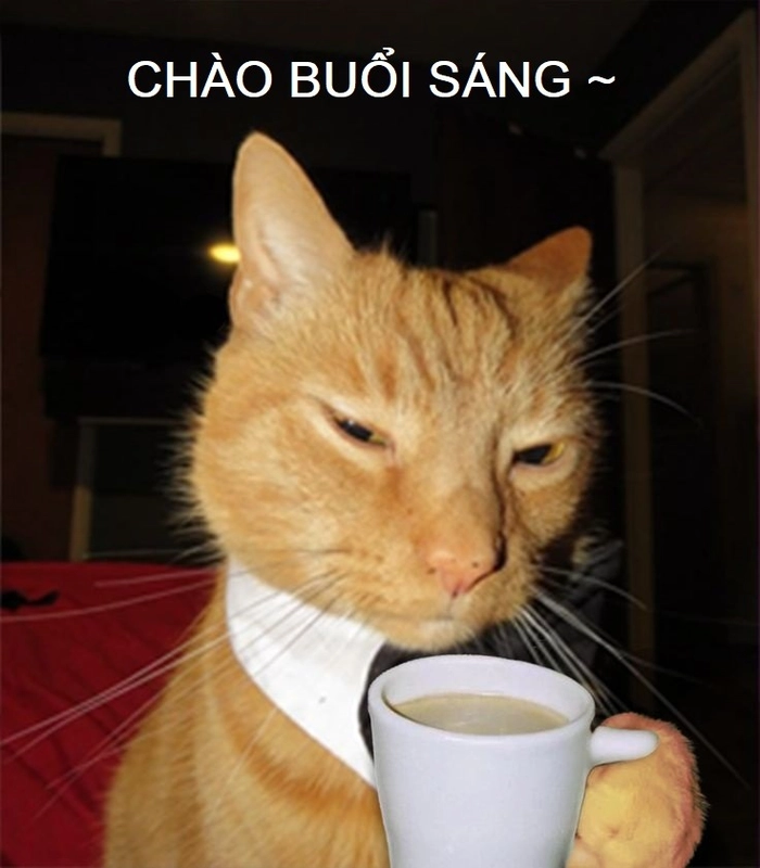 Meme mèo chào ngày mới vui vẻ
