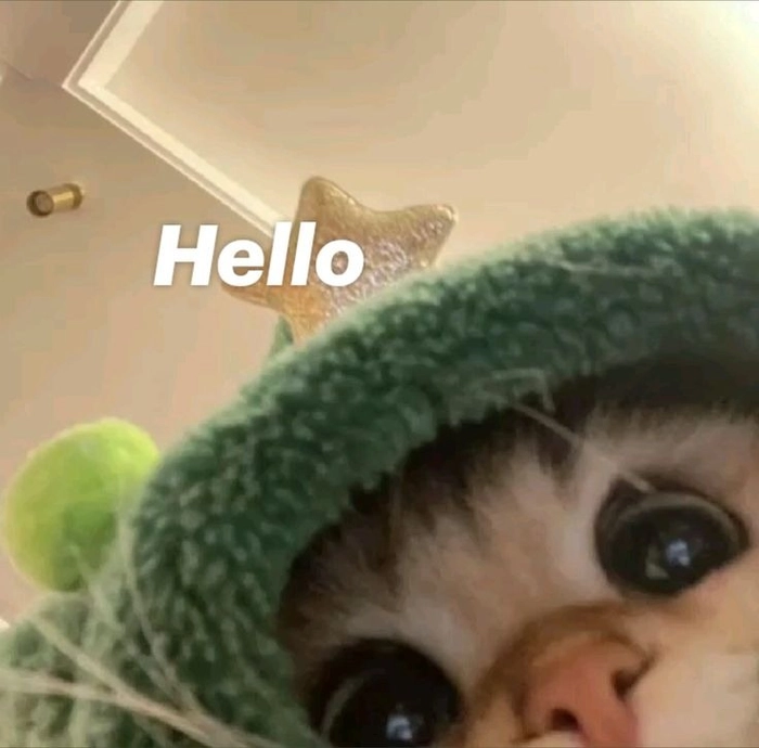 Meme mèo chào ngơ ngác
