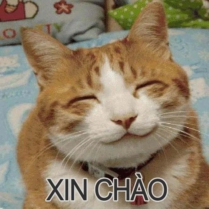 Meme mèo chào nụ cười thân thiện