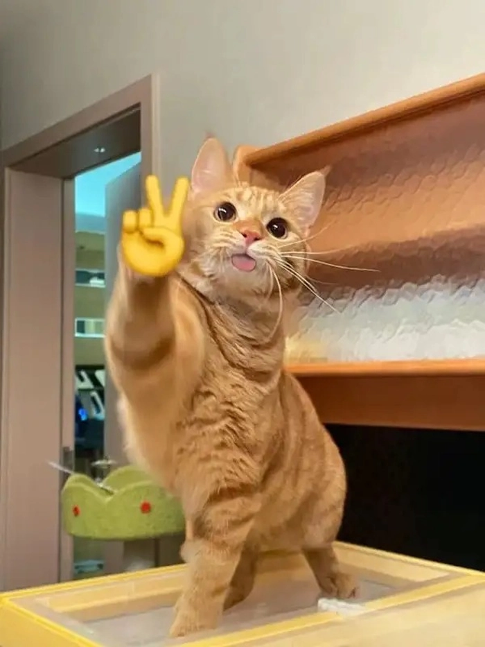 Meme mèo chào siêu cute