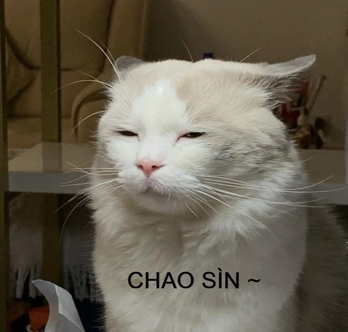 Meme mèo chào thân thiện